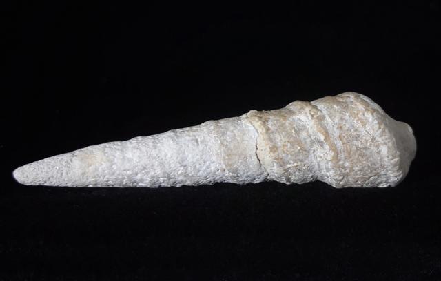 Eunerinea baillei (MAIRE 1913) - Bild © FossNet FossilienStore